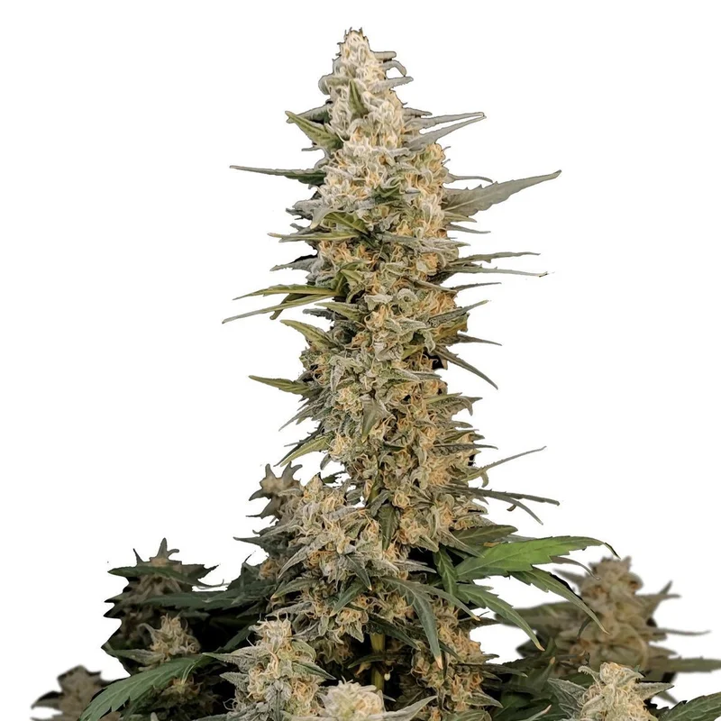 Original Critical van Fast Buds