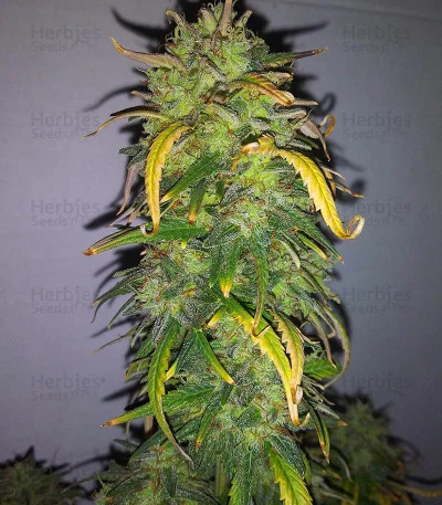 Original AK van Fast Buds