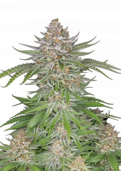 Strawberry Pie van Fast Buds