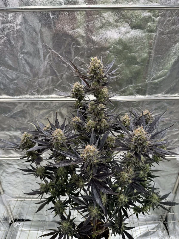 Guava RF3 van Fast Buds