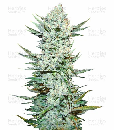 Tangie'matic van Fast Buds