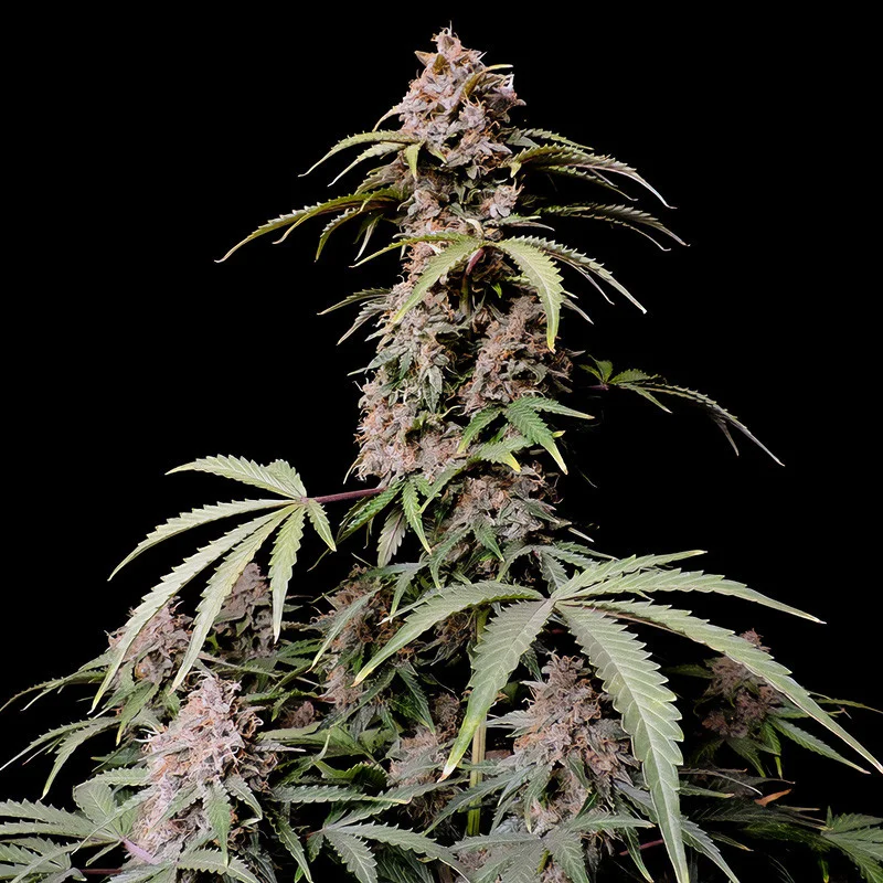 Amnesia Zkittlez van Fast Buds