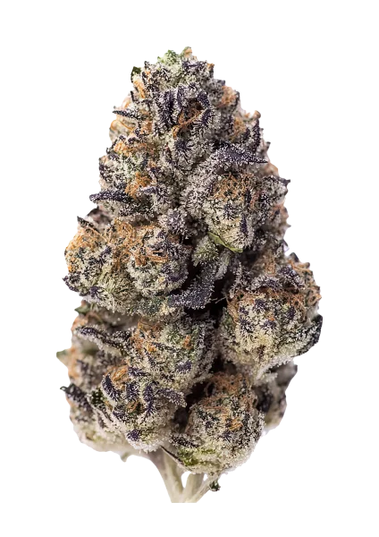Papaya Sherbet van Fast Buds