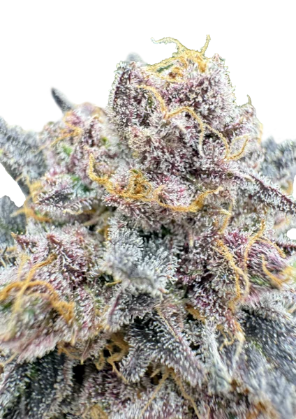 Cherry Cola RF3 van Fast Buds