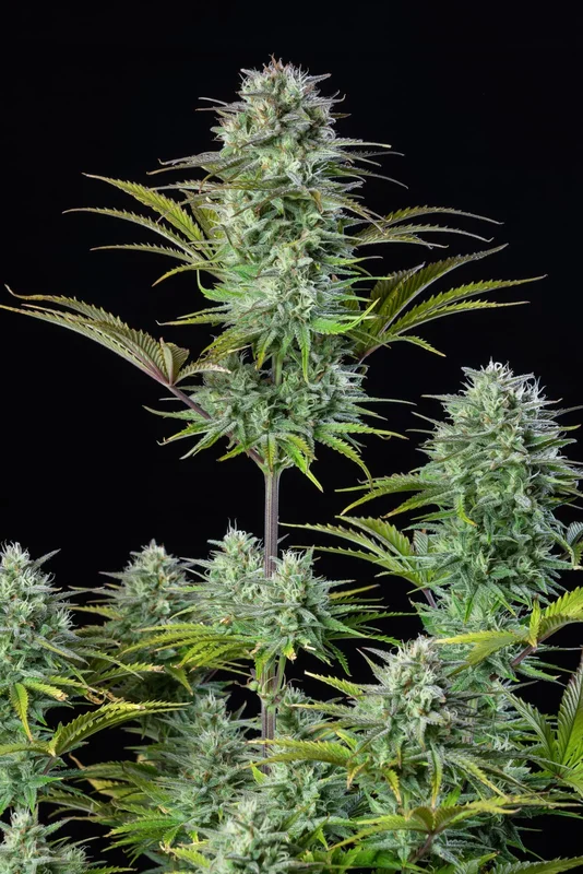 Kosher Cake van Fast Buds