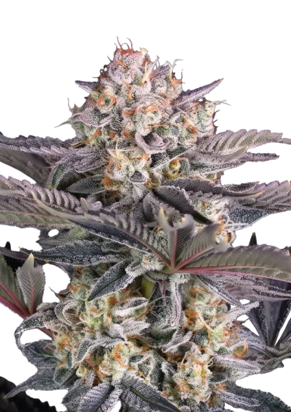 Mendo Frost van Fast Buds