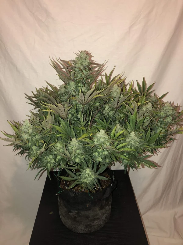 Gorilla van Fast Buds