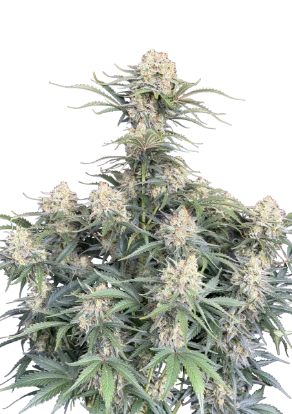 White Widow van Fast Buds