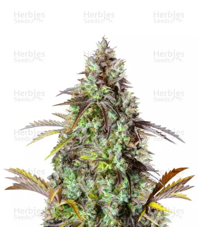 Original Big Bud van Fast Buds