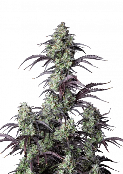 Mimosa Cake van Fast Buds