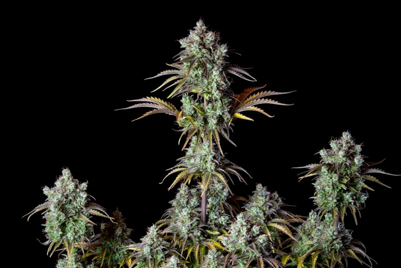 Big Bud van Fast Buds