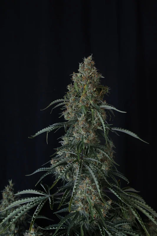 Gorilla Z van Fast Buds