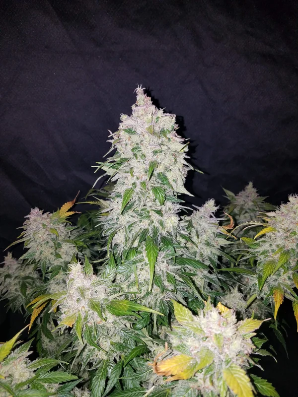 Stardawg van Fast Buds