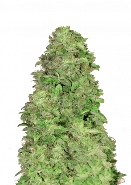 CBD 20:1 van Fast Buds