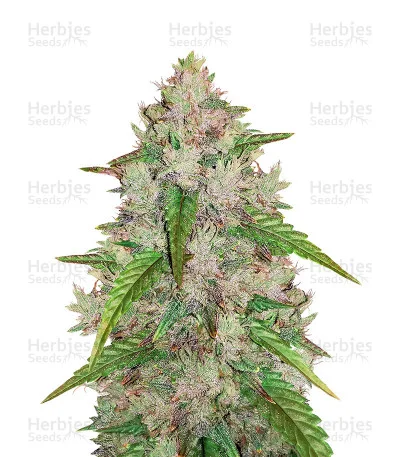 Original Amnesia Haze van Fast Buds