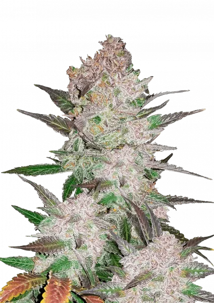 Cream Cookies van Fast Buds