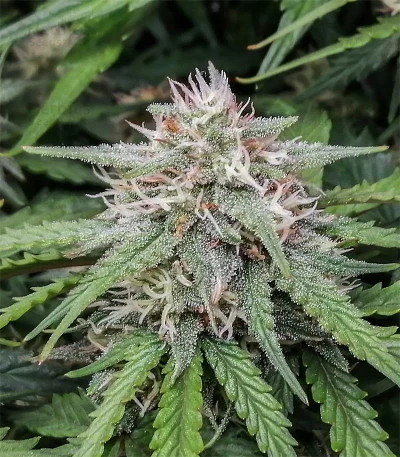 Original Amnesia Haze van Fast Buds