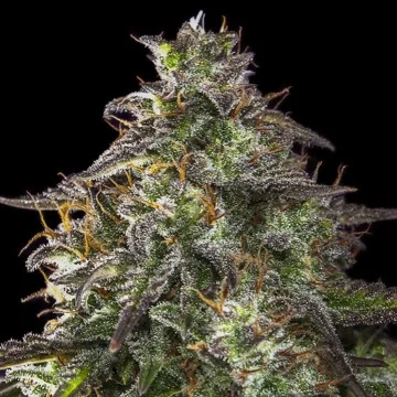 Blueberry Cheesecake van Female Seeds