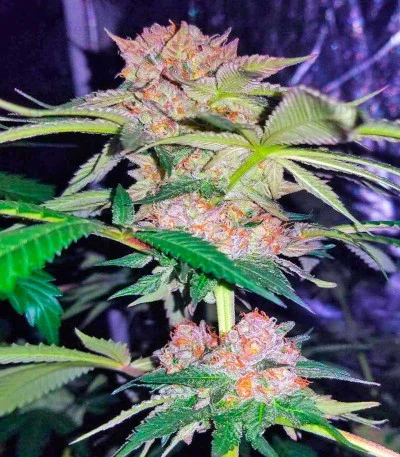 Mimosa Champagne van Female Seeds