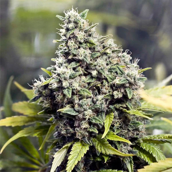 Grapefruit van Female Seeds
