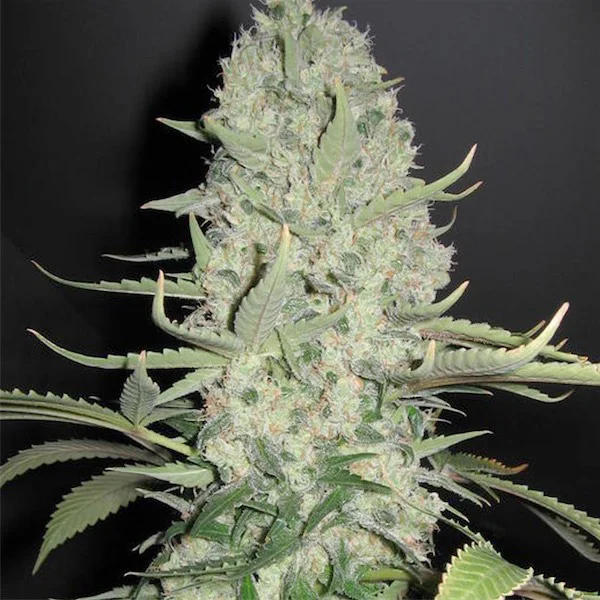 White Widow x Big Bud van Female Seeds