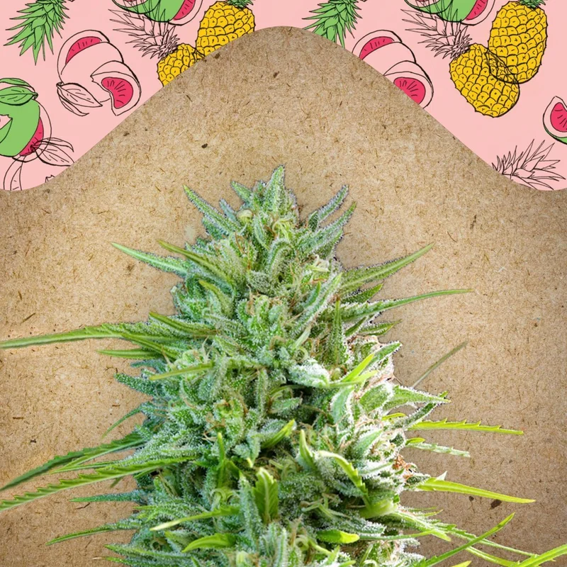 C99 van Female Seeds