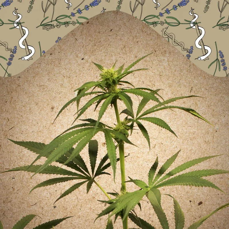 CBD Terra Italia van Female Seeds