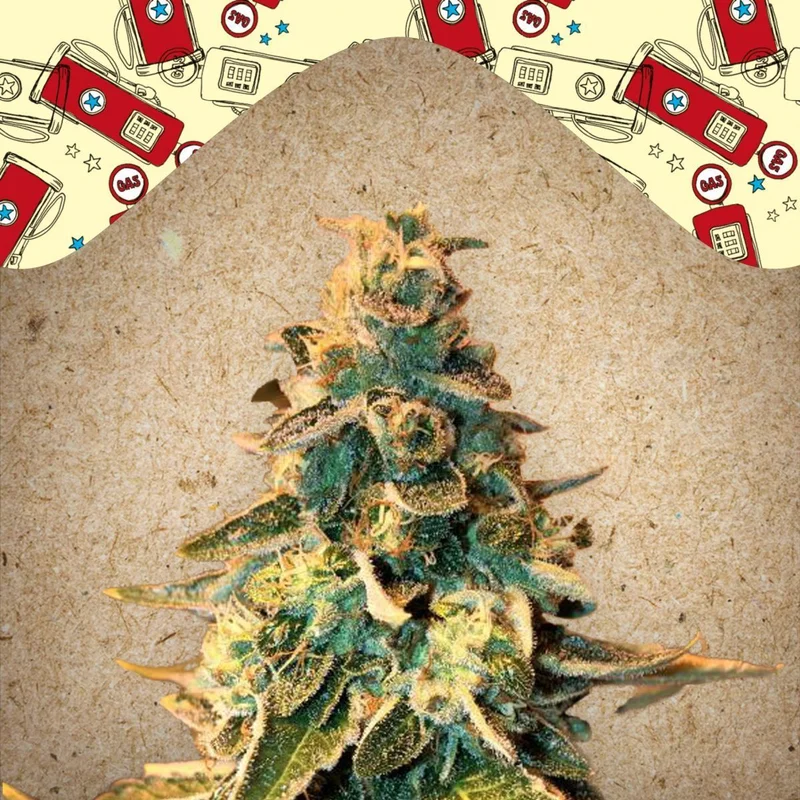 Chem OG van Female Seeds