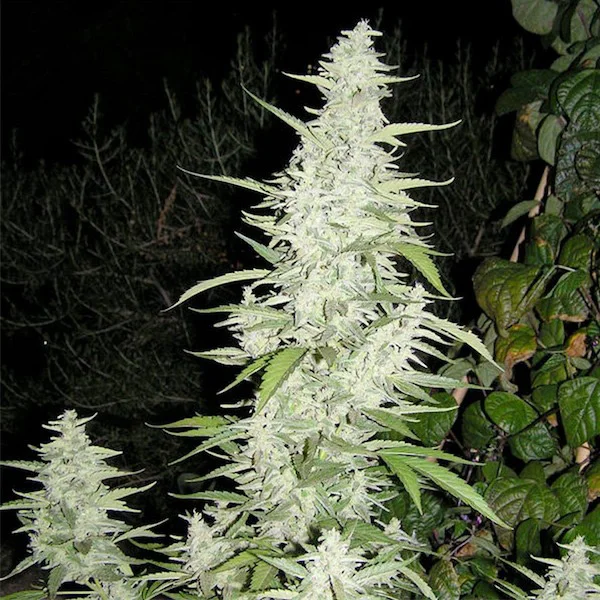 Maroc van Female Seeds