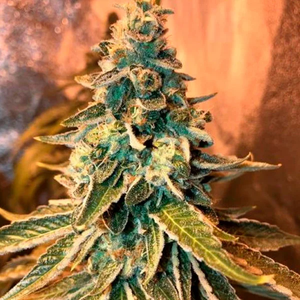 Chem OG van Female Seeds