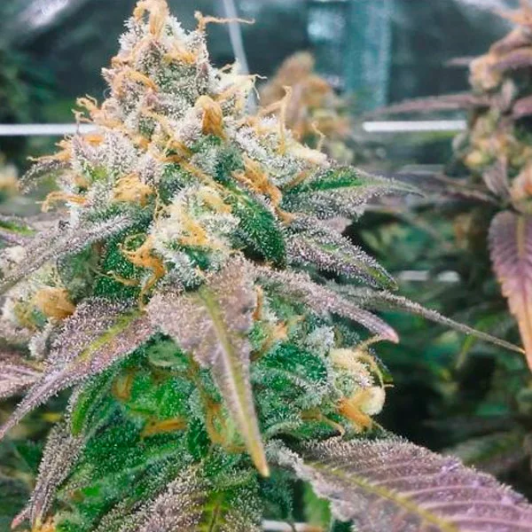 Dream Berry van Female Seeds