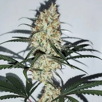 Grape Amnesia van Female Seeds