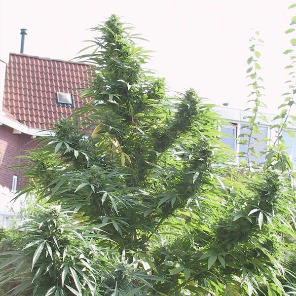 Easy Sativa van Female Seeds
