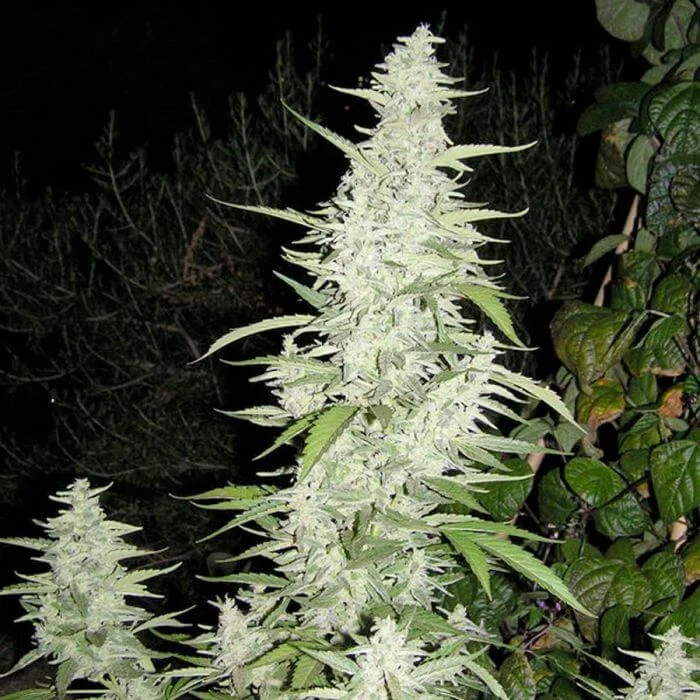 Maroc van Female Seeds