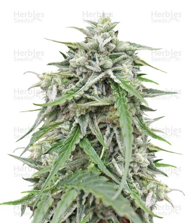 NL van Female Seeds