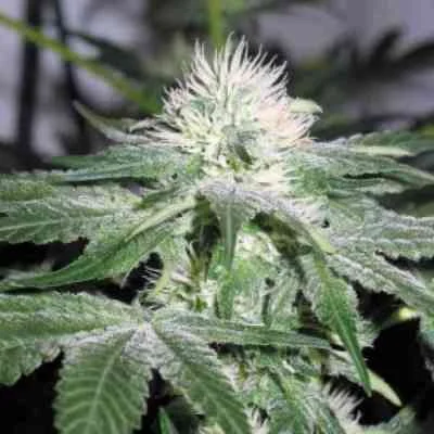 ICE van Female Seeds