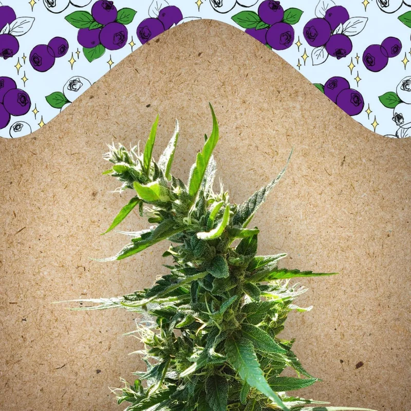 Dream Berry van Female Seeds