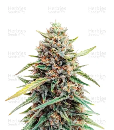 Gelato van Female Seeds