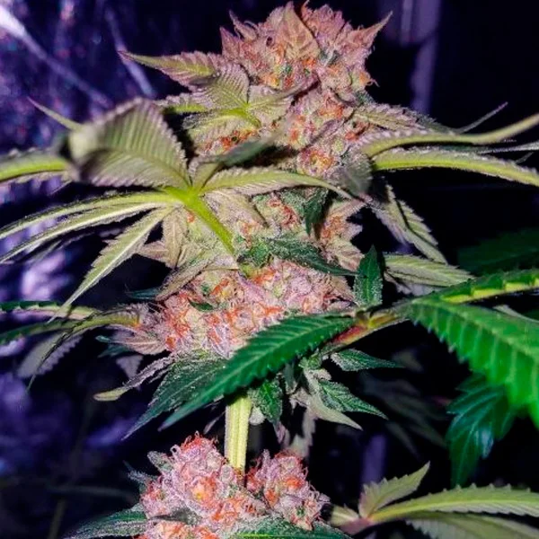 Mimosa Champagne van Female Seeds