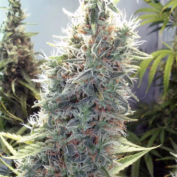 C99 van Female Seeds