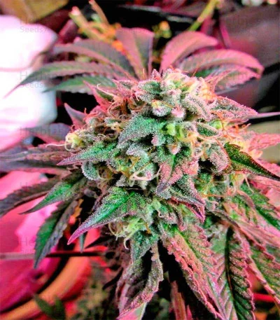 Cherry Pie van Female Seeds