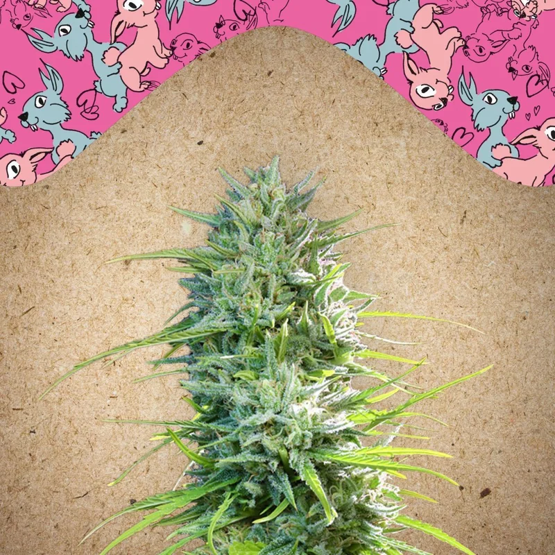 SexBud van Female Seeds