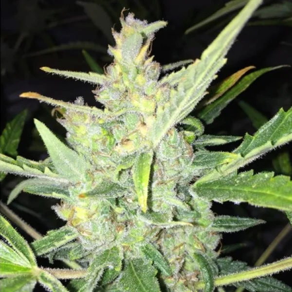 White Widow x Big Bud van Female Seeds