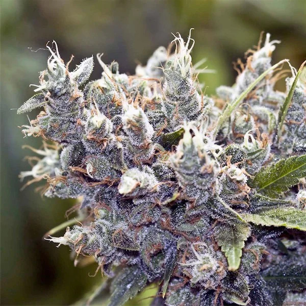 BubbleGummer van Female Seeds