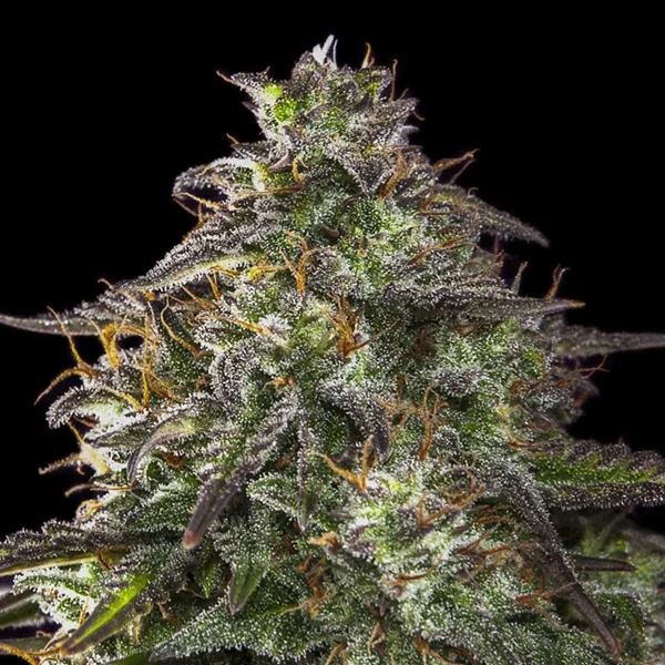 Blueberry Cheesecake van Female Seeds