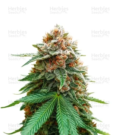 Mimosa Champagne van Female Seeds