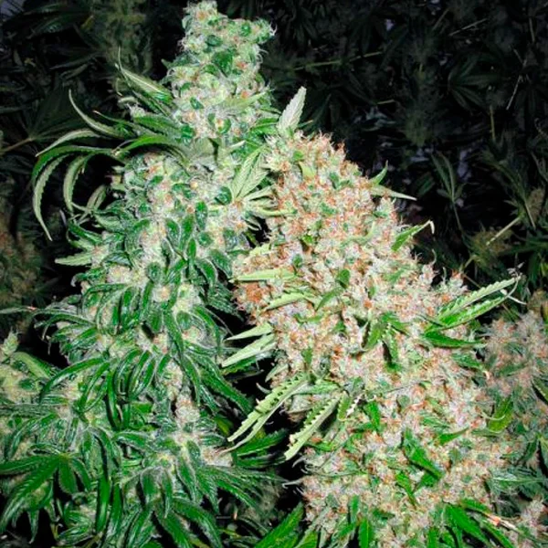 Skunk Special van Female Seeds