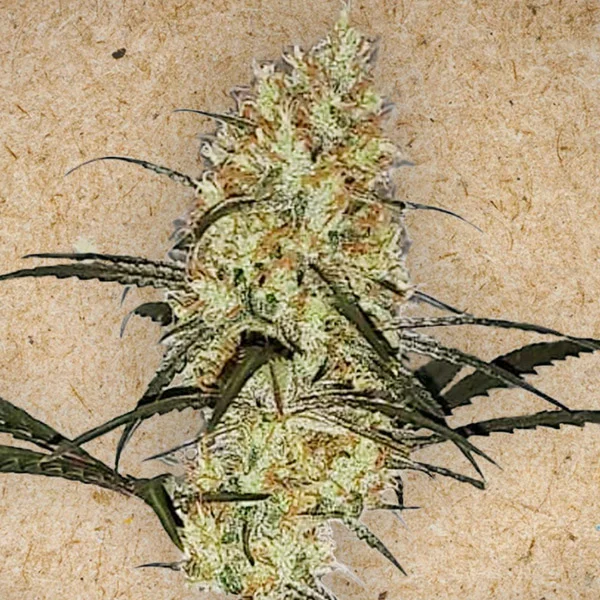 Grape Amnesia van Female Seeds