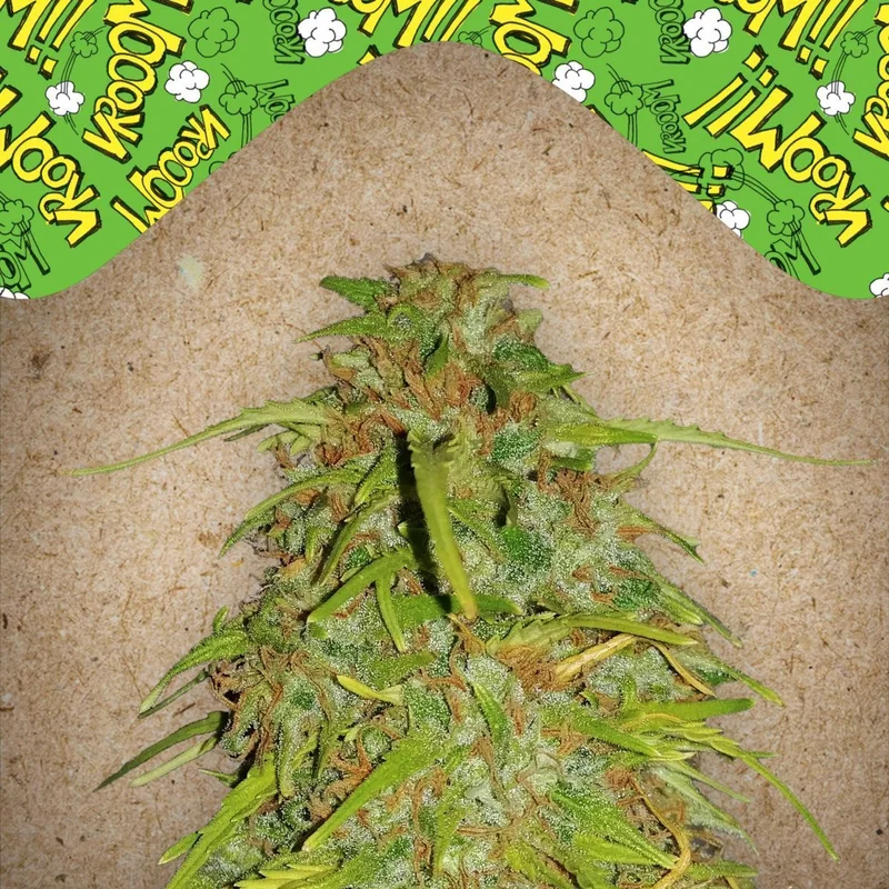 Speed Bud van Female Seeds
