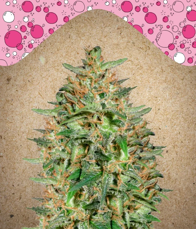 BubbleGummer van Female Seeds